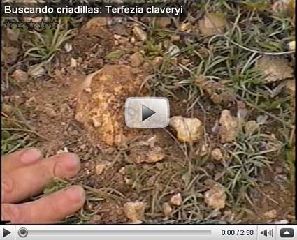 Buscando criadillasr: Terfezia claveryi
